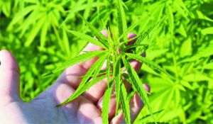 Fotbal: Aproape 100 de kilograme de marijuana descoperite într-un autocar în culorile Săo Paulo FC